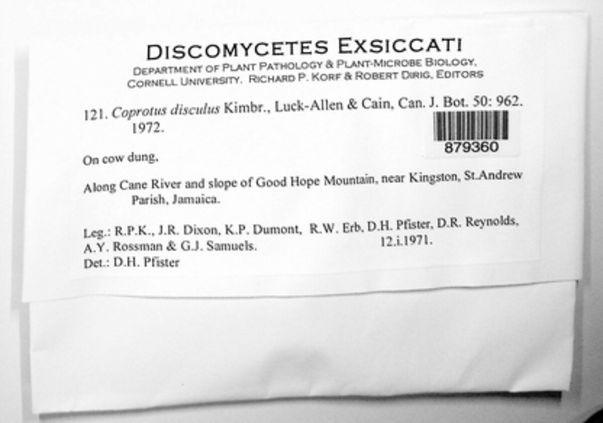 Coprotus disculus image